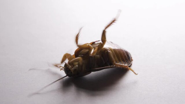 A huge mustachioed cockroach lies on its back and tries to roll over. Trap for cockroaches. Extermination of insect pests. Close-up isolated on a white background.