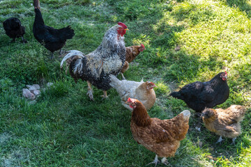 Chicken and rooster walk on herb outside the yard in the village © Liubov