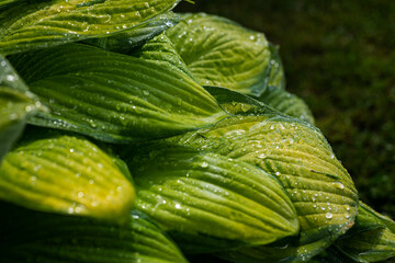 Close-up view of a wet green leaf of a lilac tree after a summer morning fresh rain