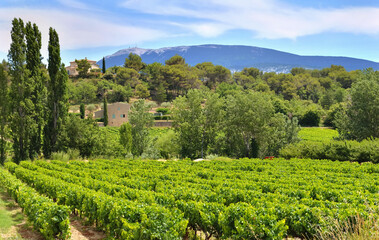 field of grape vine in summer growing  in Vaucluse france - obrazy, fototapety, plakaty