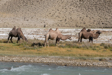 Three bactrian camels on the Afghan side of the Pamir river in high-altitude desert between Langar...
