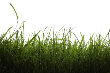 Beautiful lush green grass on white background