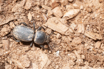 Scaurus uncinus. A black beetle from the family Tenebrionidae on dry, dusty soil.