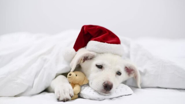 Sleepy Puppy wearing red santa's hat lies under blanket on a bed at home and hugs favorite toy bear