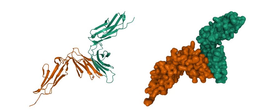 Crystal structure of human platelet glycoprotein VI (GPVI), 3D cartoon and Gaussian surface models, chain id color scheme, based on PDB 2gi7, white background
