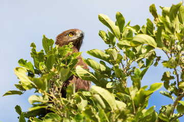 Brown snake eagle Circaetus cinereus sitting on a tree, Kruger National Park, South Africa