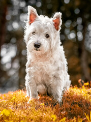 West highland white terrier. White dog for a walk. Fall. Close-up. Photo