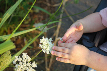 baby's hands