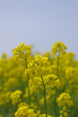 Obraz premium 菜の花、豊かさの花言葉