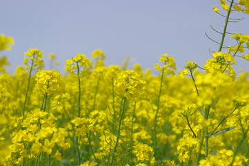 Obraz premium 菜の花、豊かさの花言葉