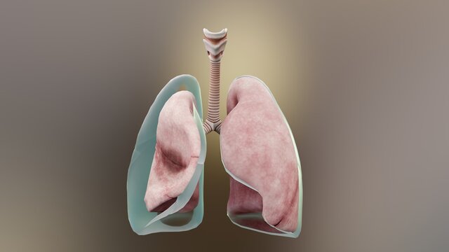 3d Illustration of Pneumothorax, Normal lung versus collapsed, symptoms of pneumothorax, pleural effusion, empyema, complications after a chest injury, air in the pleural space, 3d Render