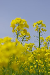 Obraz premium 菜の花、豊かさの花言葉