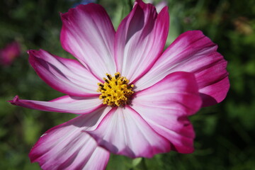 Purple cosmos flower on a green background