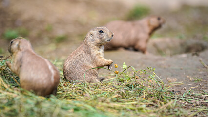Naklejka na ściany i meble Black-tailed prairie dog (Cynomys ludovicianus) eating grass stalks, closeup detail, another blurred animals in foreground