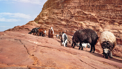 Fototapeta premium Group of small goats grazing in rocky mountainous terrain