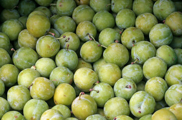 many unripe green mimosas plums, Honfleur, France