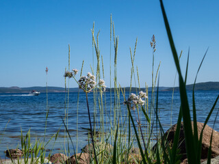 Sea shore and blue sky with grass, flowers and speed boat