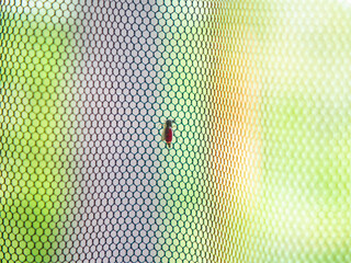 Blood filled mosquito sitting on a net in front of colorful background