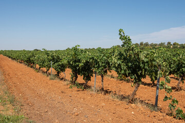 Fototapeta na wymiar Líneas de cepas de uva blanca en espaldera en verano en el viñedo