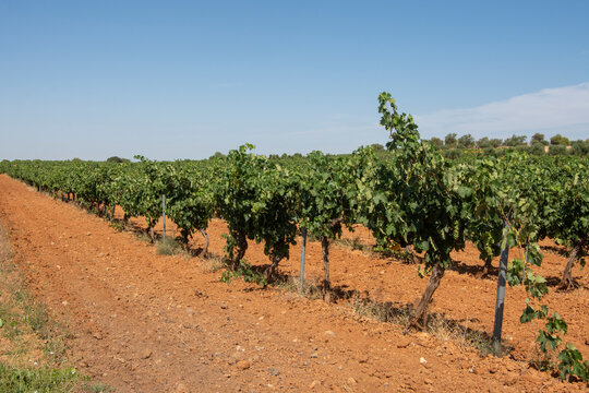 L&iacute;neas de cepas de uva blanca en espaldera en verano en el vi&ntilde;edo