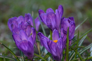 Blume Krokus