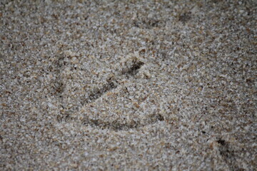 Trittsiegel Vogel am Strand
