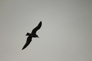 Möwe