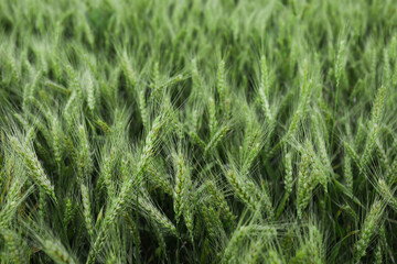 Beautiful view of field with ripening wheat, closeup