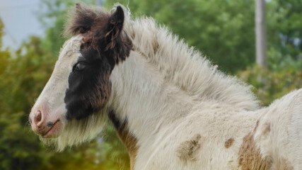 Fototapeta premium white horse in the field