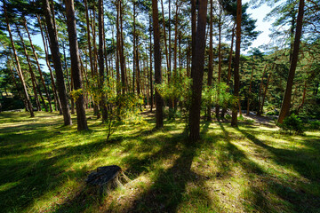 Sunrise in the Mediterranean pine forest with tall trees and green grass.