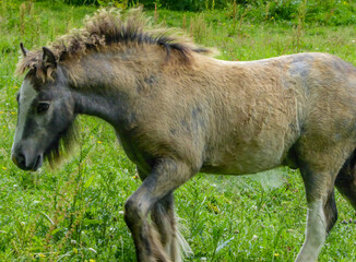 horse eating grass © Laura