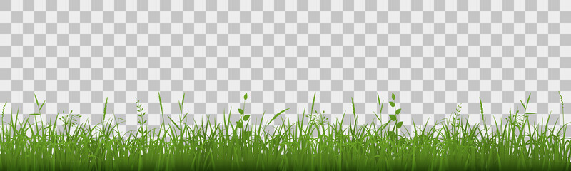 Green grass meadow border. Spring plant field lawn. Grass background.