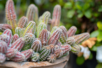 Peanuts cactus (Echinopsis chamaecereus, Chamaecereus silvestrii)