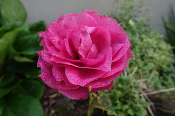 Planzen, Bäume, Büsche im Garten