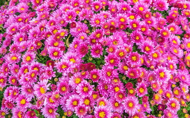 Chrysanthemums have faded in the garden for a long time