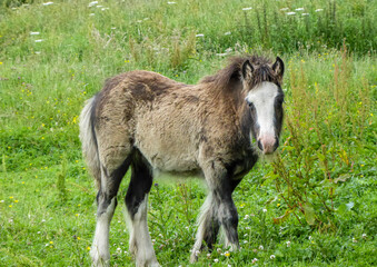 Fototapeta premium donkey in a meadow