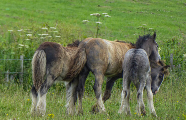 Horses