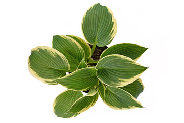 Top view of Asian Hosta plant with green leaves and with white edges in black plastic flower pot...