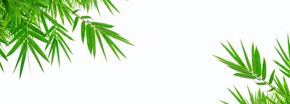 Green bamboo leaves on a white background.with clipping path © chiew