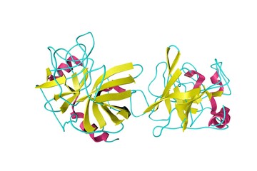 Crystal structure of human granzyme B that is found in the granules of natural killer cells and cytotoxic cells. Ribbons diagram in secondary structure coloring. 3d illustration