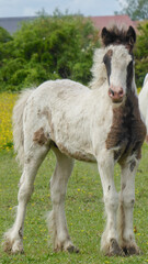 Horses