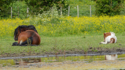 Naklejka premium Horses