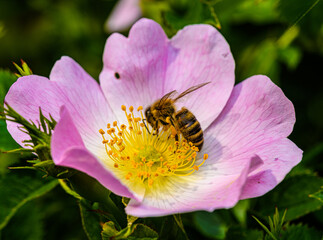 bee pollinating pink wild rose flower