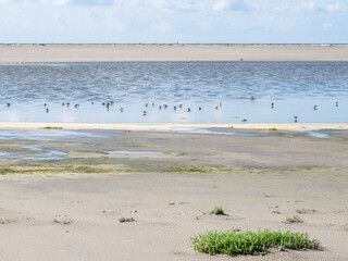 Feeding birds in shallow water at low tide, Westerstrand beach, Schiermonnikoog, Netherlands