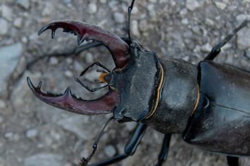The stag beetle. A beetle in the red book. A very rare beetle.