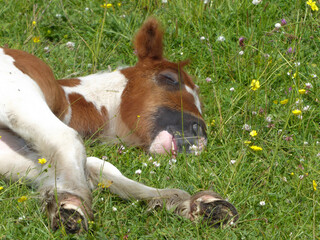 Horses