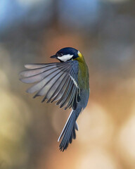 Bird frozen in flight.