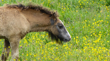 Naklejka na ściany i meble horse on the meadow