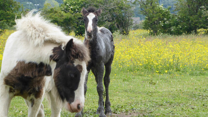 horse and foal © Laura