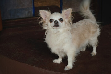 Fototapeta na wymiar Portrait of funny lap dog. Longhaired purebred chihuahua dog. Cute small doggy. 